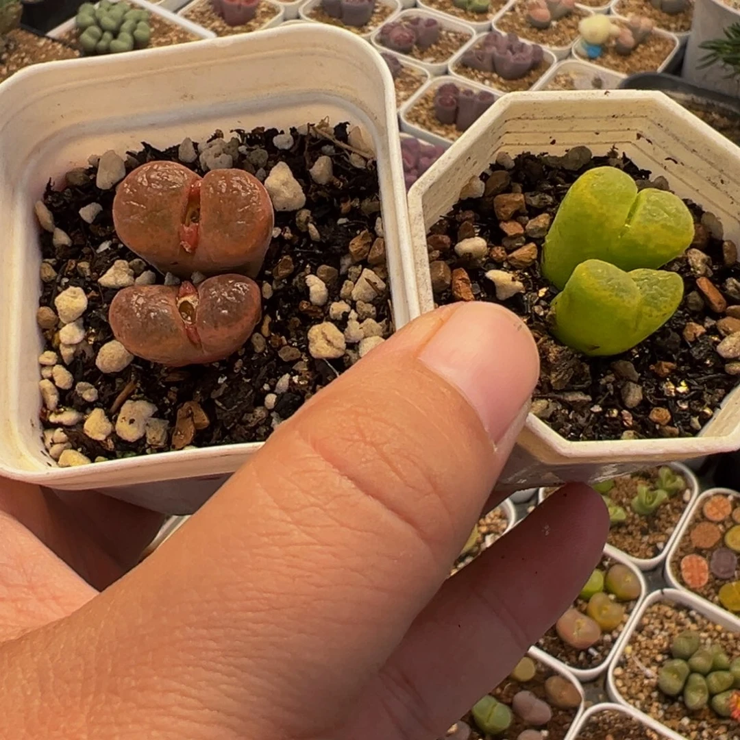 452多肉植物种类多样