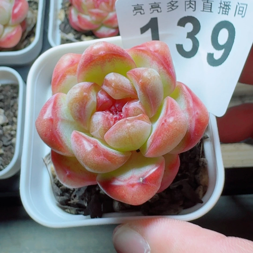 甜茶珍妮            精美多肉植物