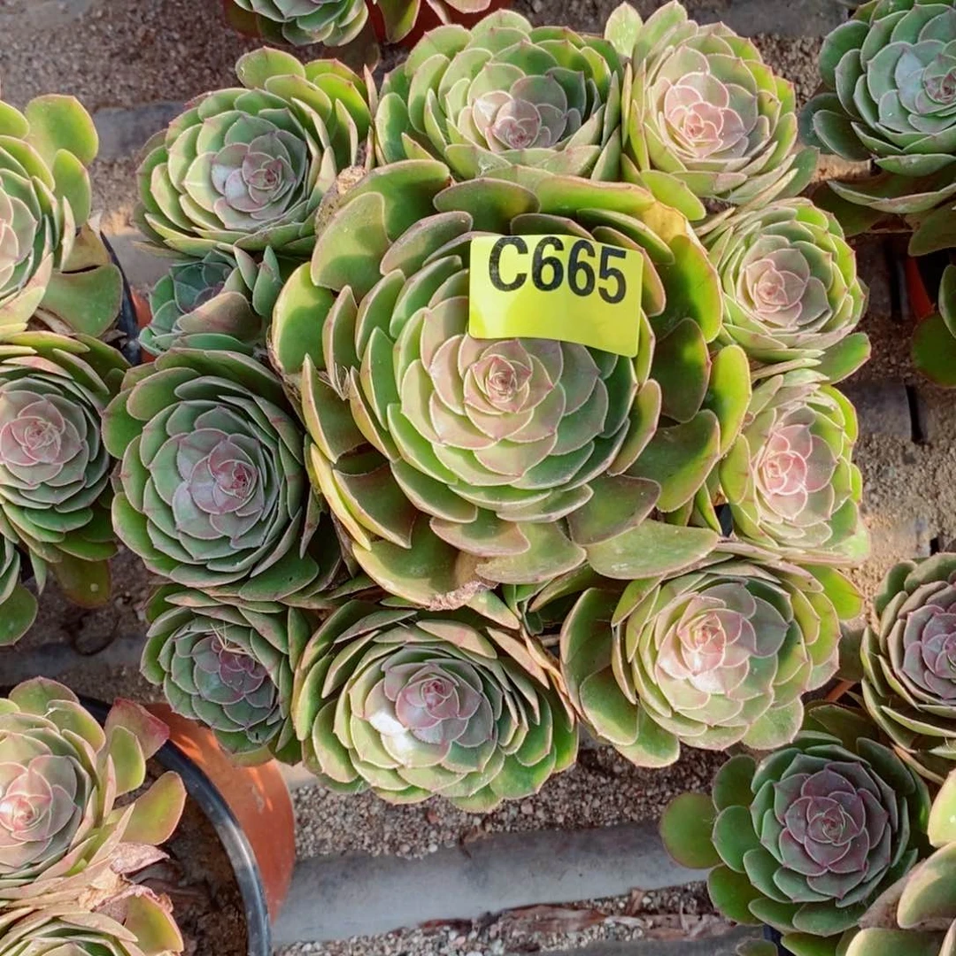 万圣节多肉植物665