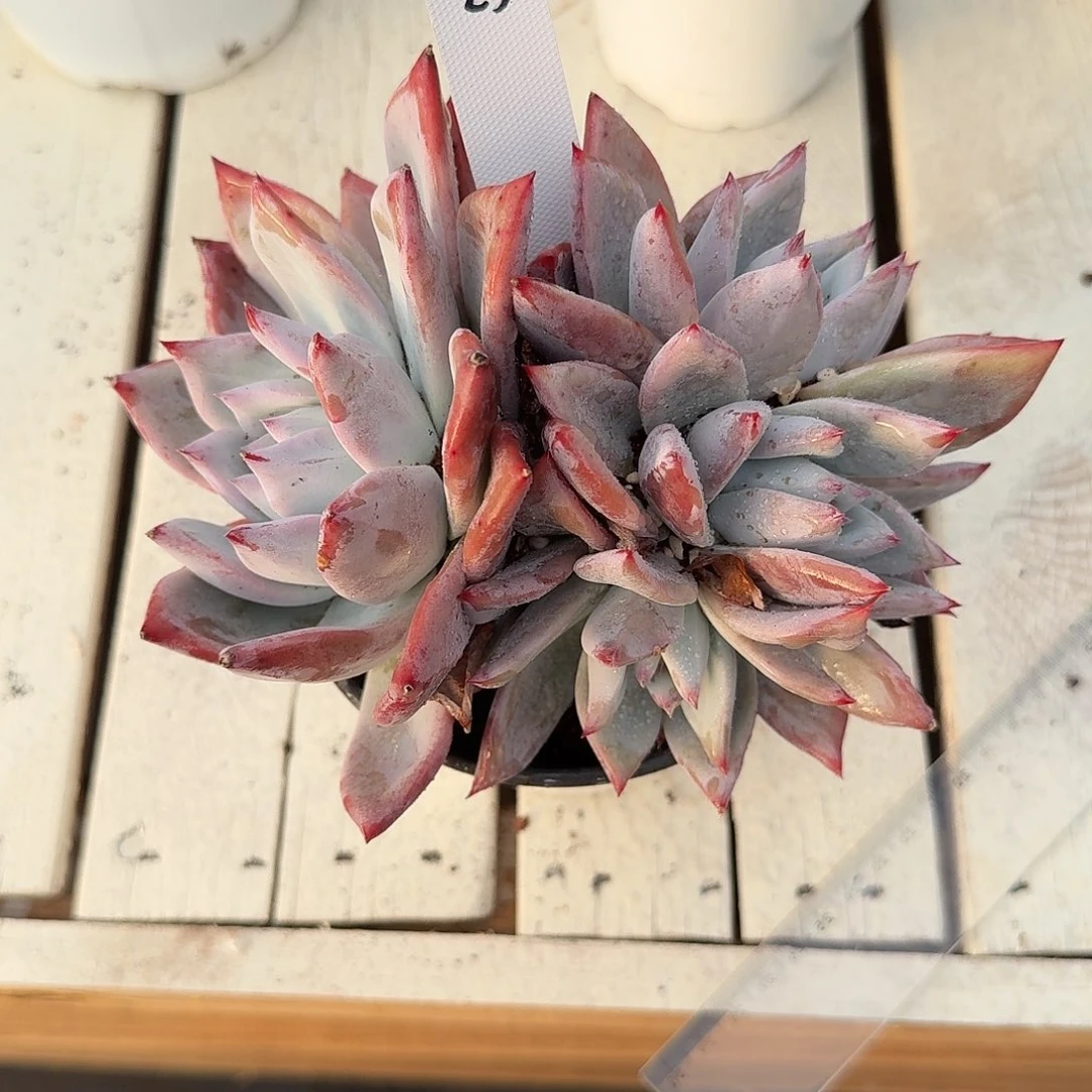 四***夕25112525野卡群生