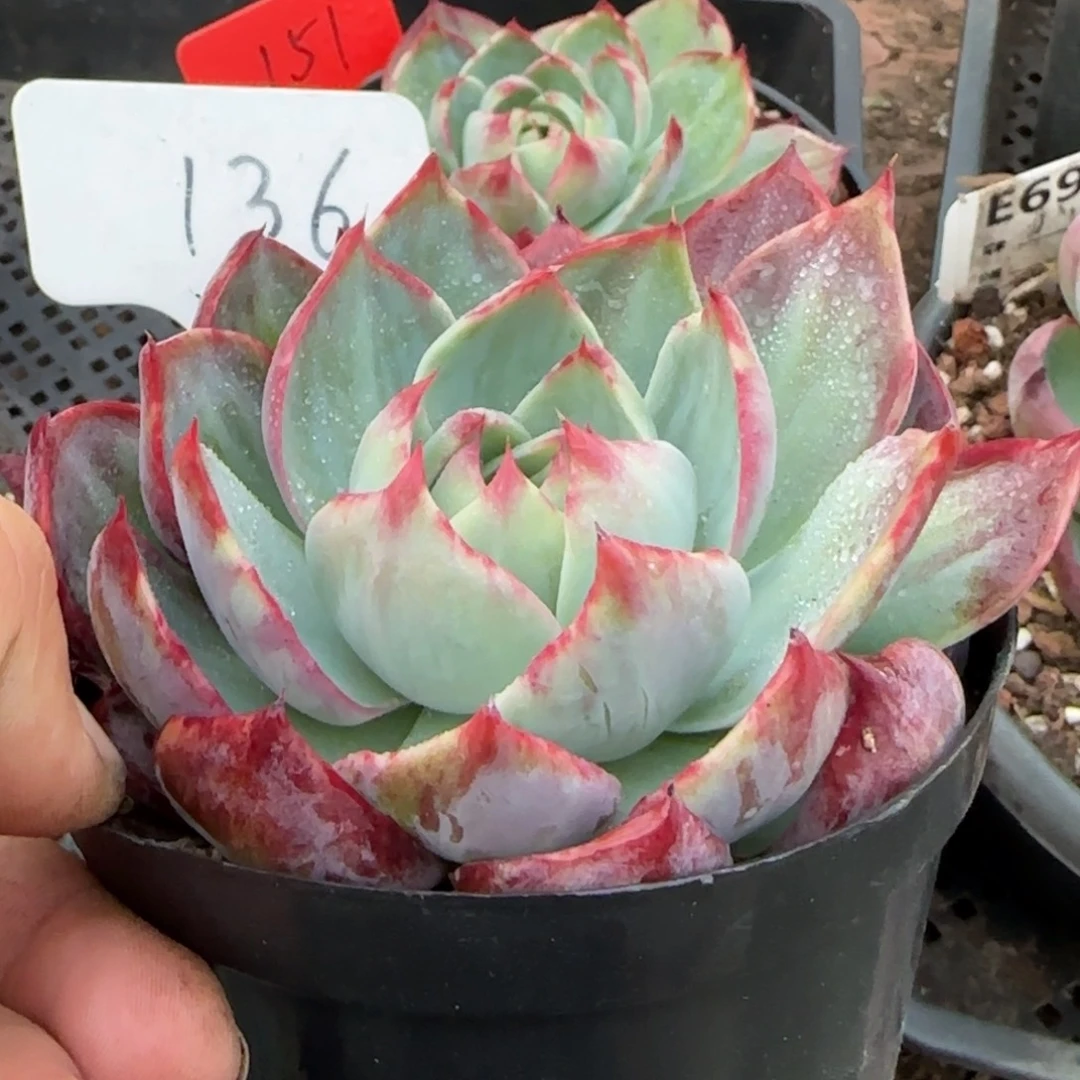 花脸拉丝惊鸿一物一拍包装收缩花旱136