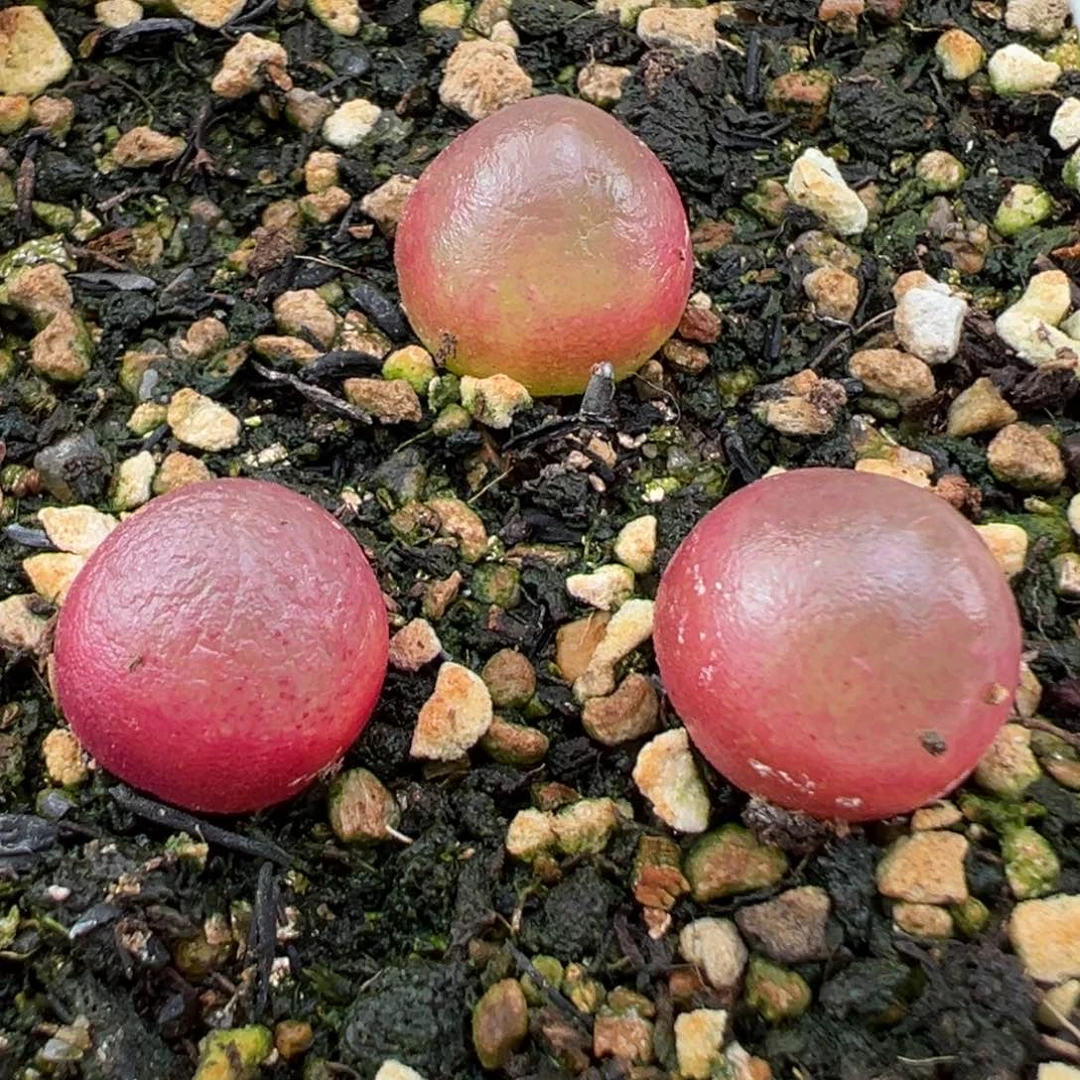 2.7好看的多肉773