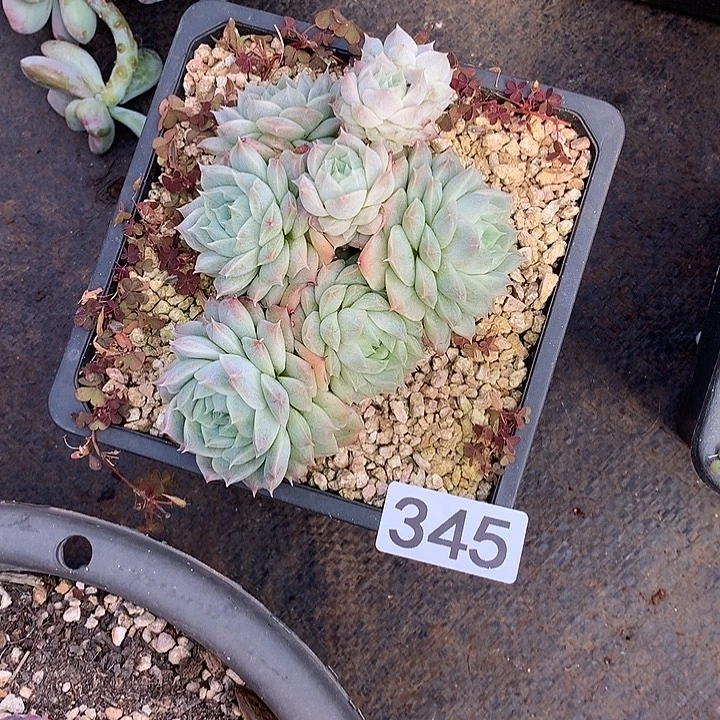 345 一物一拍多肉