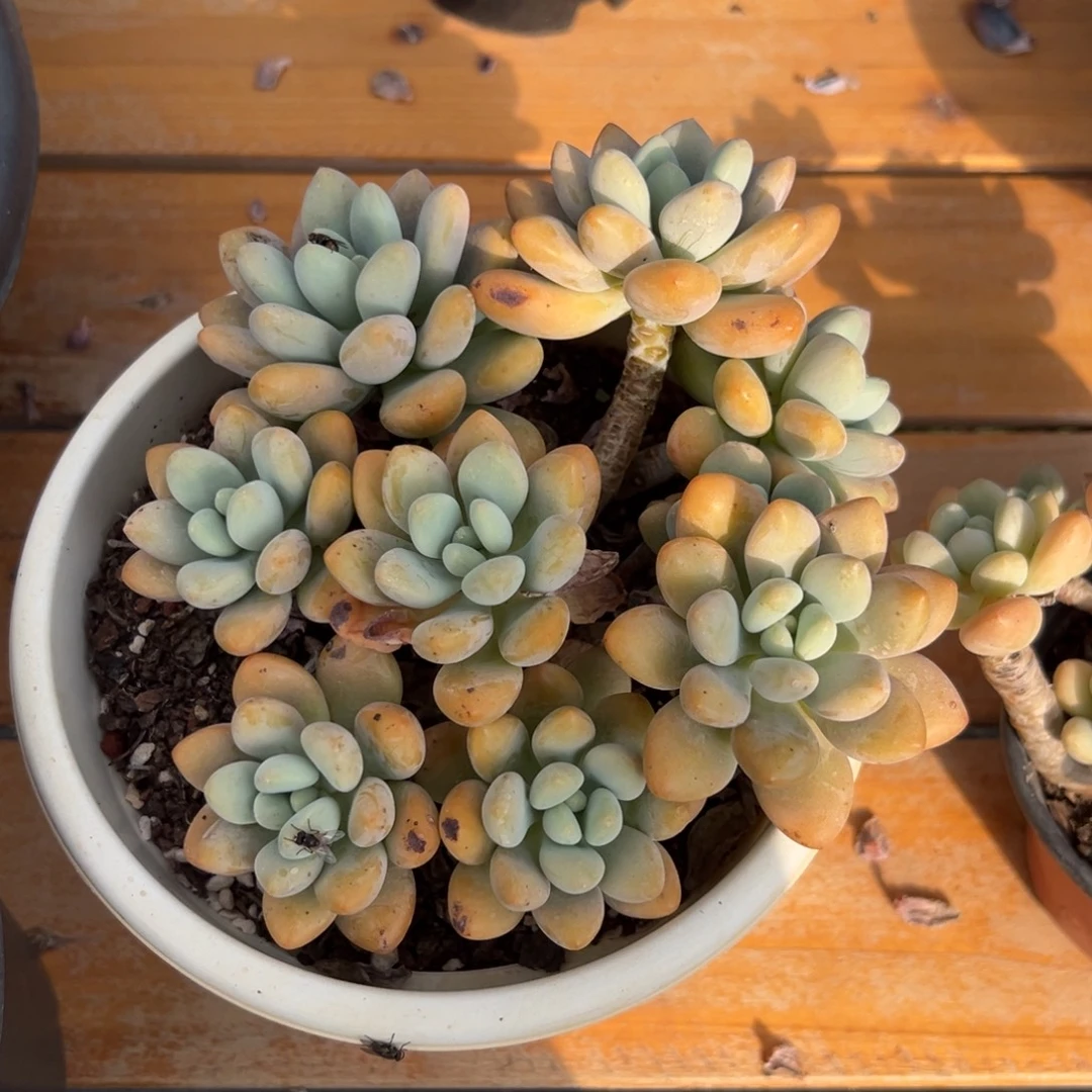 多肉植物多头香水