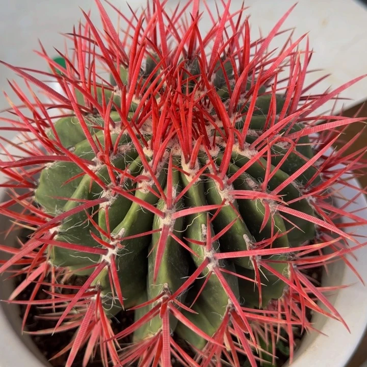 墨西哥狂刺红琥大福利