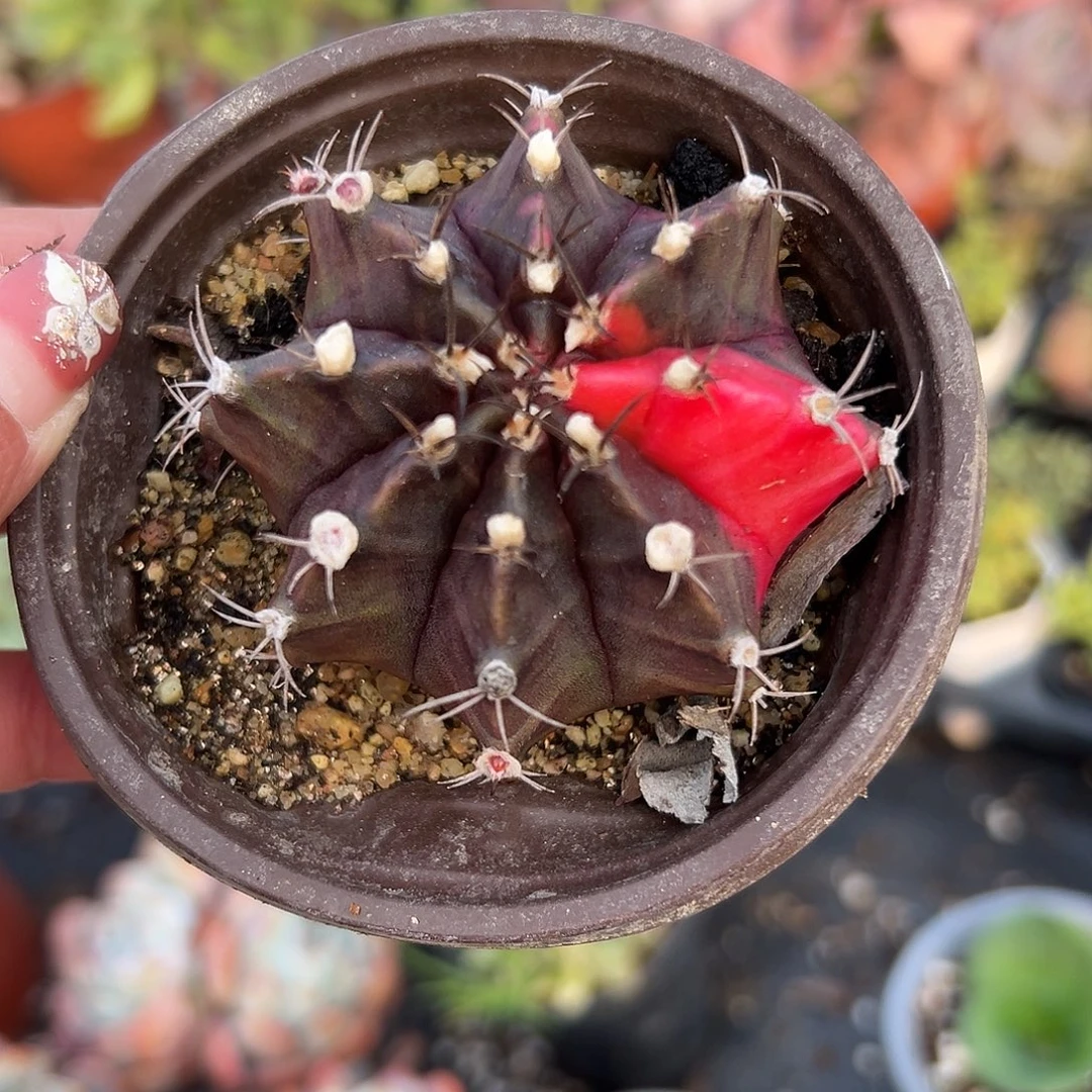 多肉植物光辉牡丹球