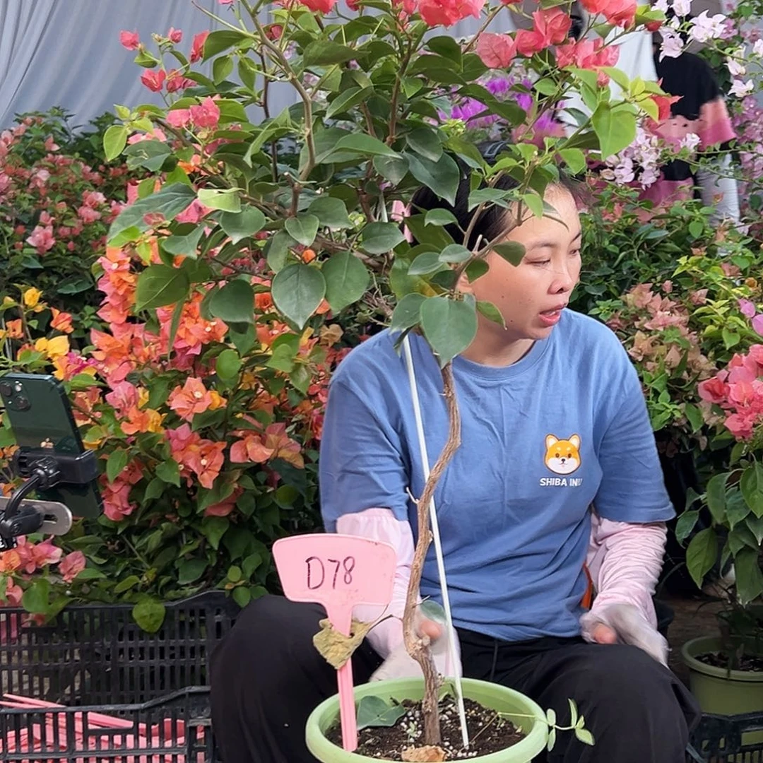 ****薇大部分花苞少量开放D78不甜