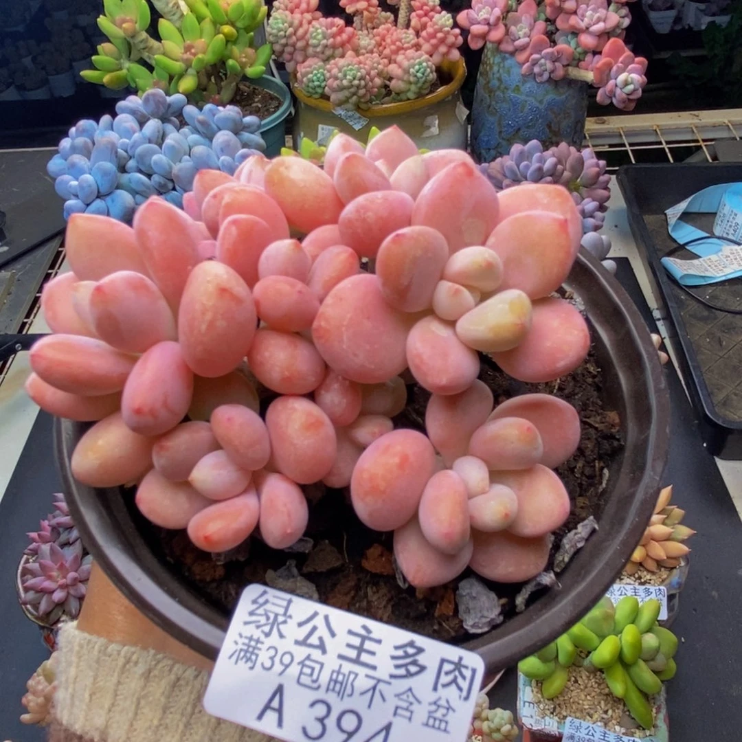 394樱花洛神多肉8c m