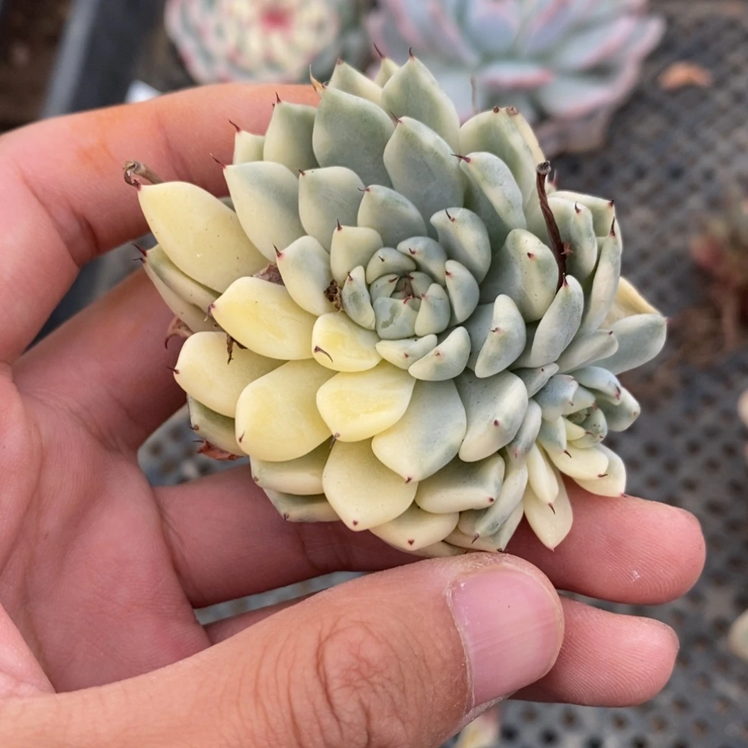 妲己锦多肉植物8923