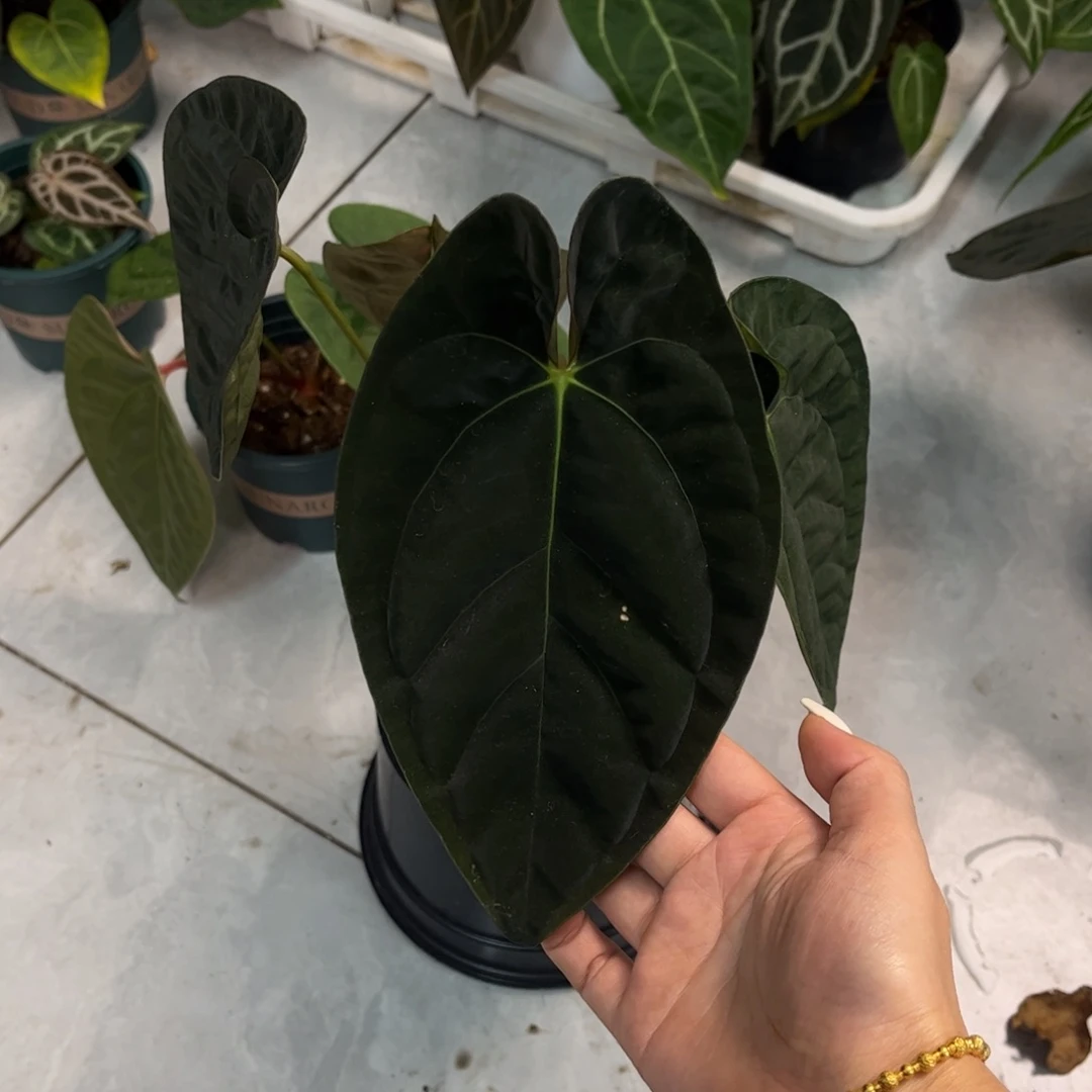 不开花植物叶损捡漏加通湖（56