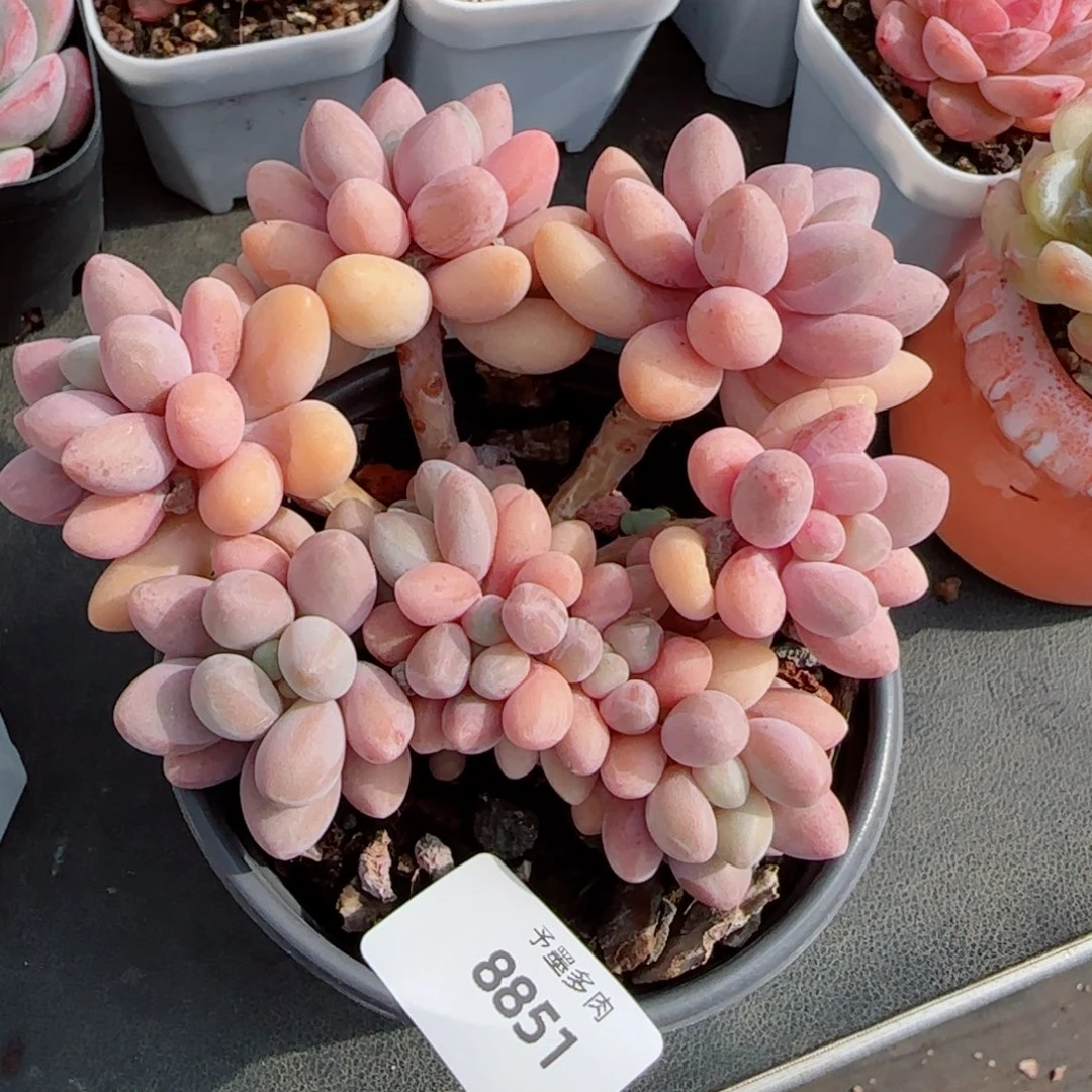 粉恋，8851多肉植物