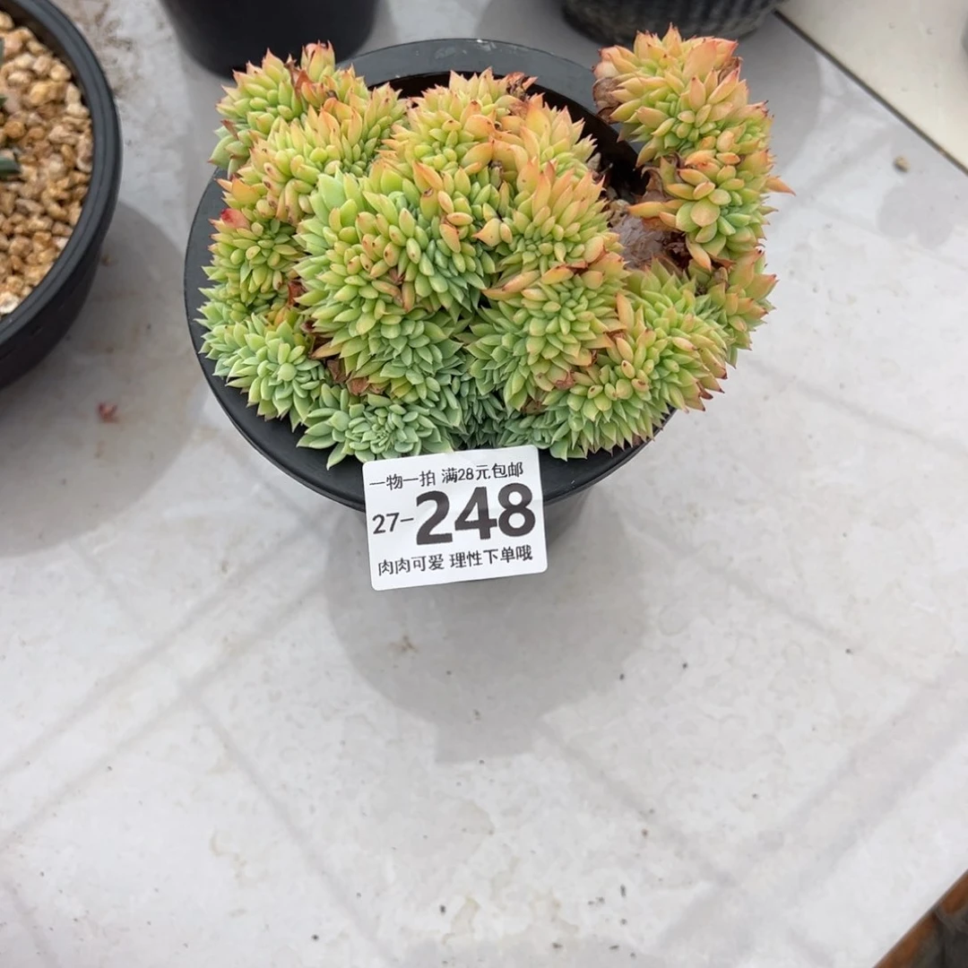 三色堇缀化多肉多肉多肉多肉