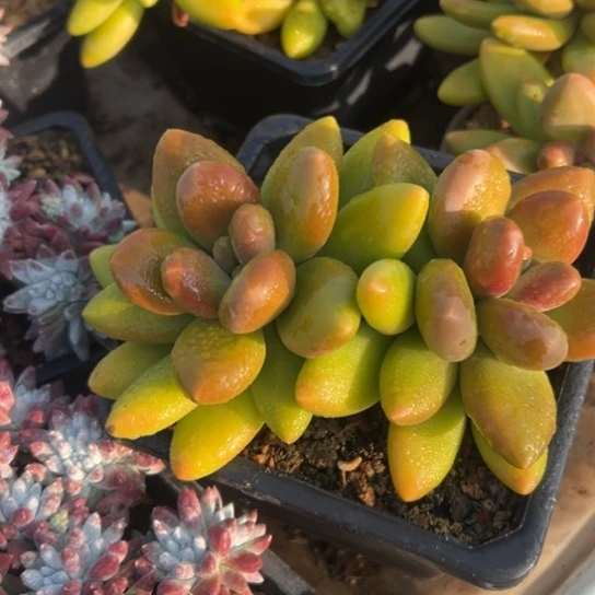 陆****?谢谢哥～一物一拍7793