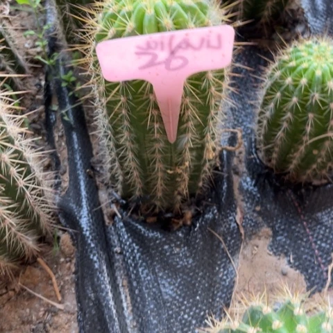 清清3-386随机微瑕26