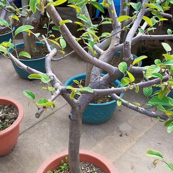 贝***剧完全开放果树88888