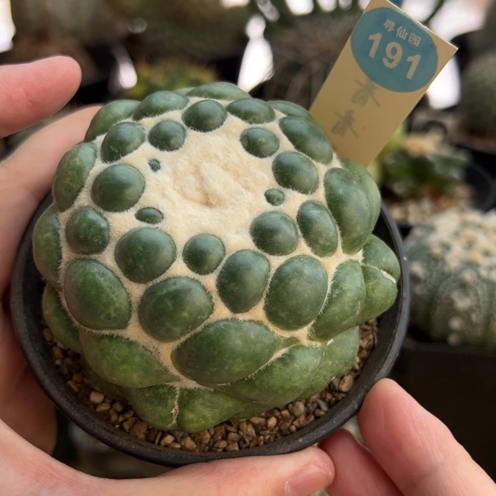 自根无刺象牙8cm一棵仙人球