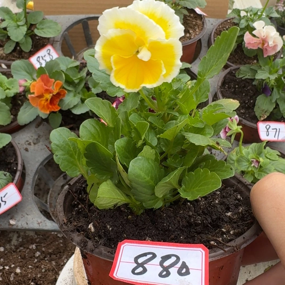 大部分花苞少量开放880