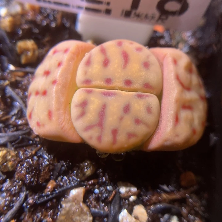 zzz精品生石花1218