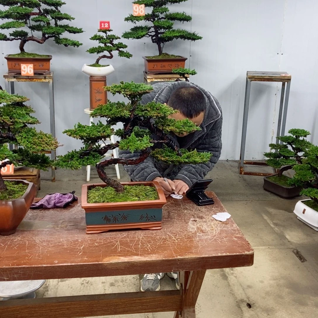 无花朵珍珠柏盆景