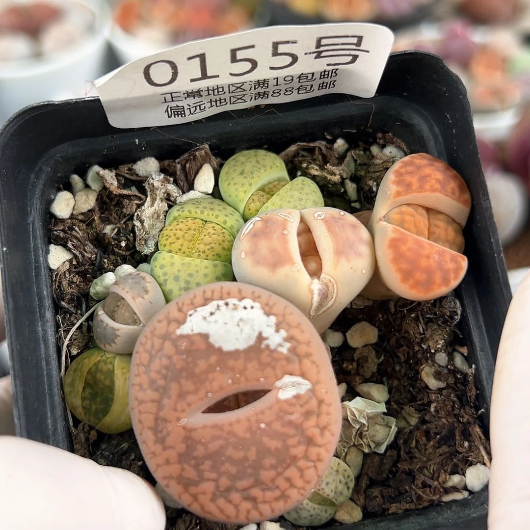 好养易活生石花大母本0155