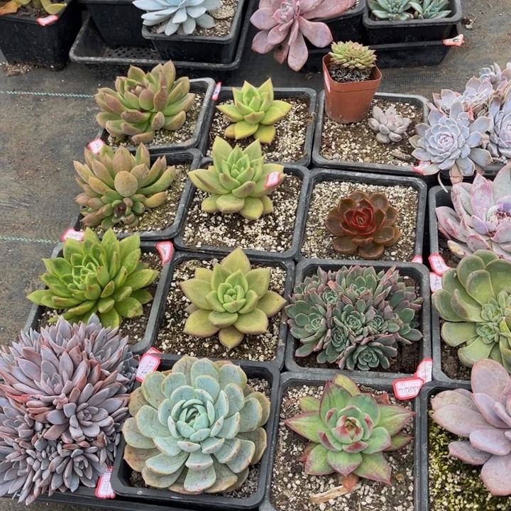 汤***儿一共16颗多肉植物多肉