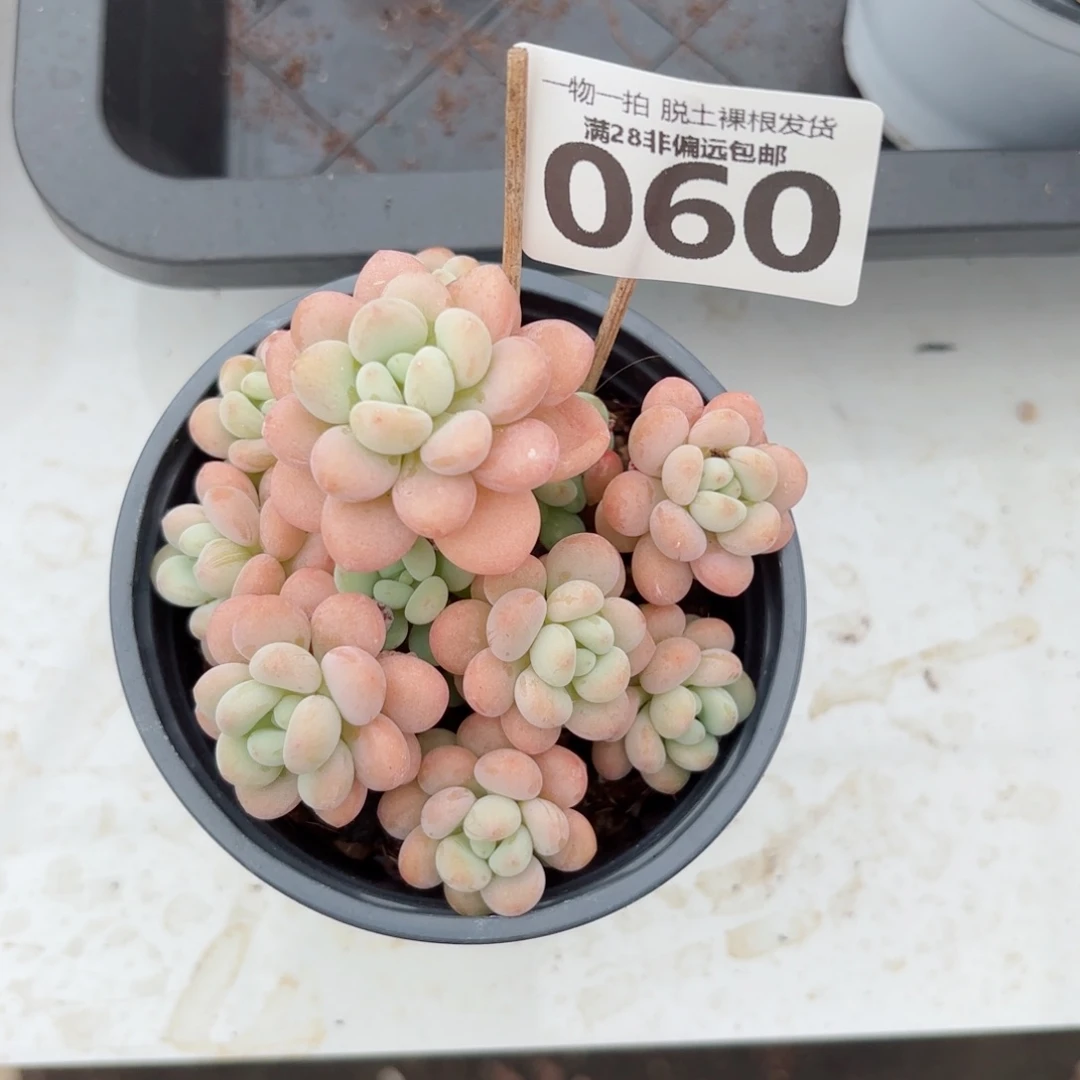 韩系洛可可老桩无盆土发货