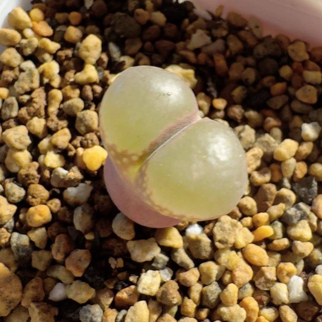 5*757................20.....