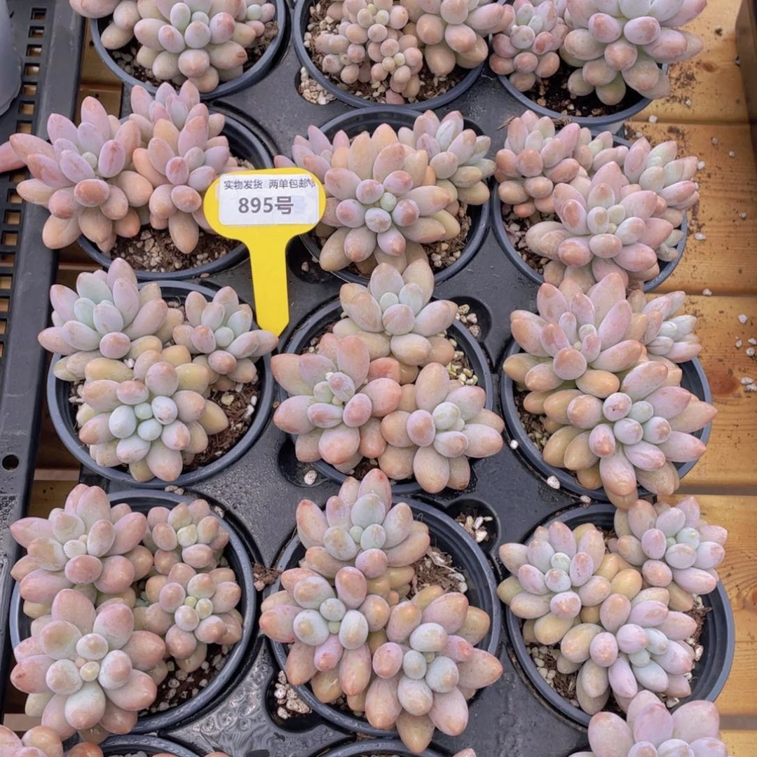 895号 汤圆大群生一个带盆土