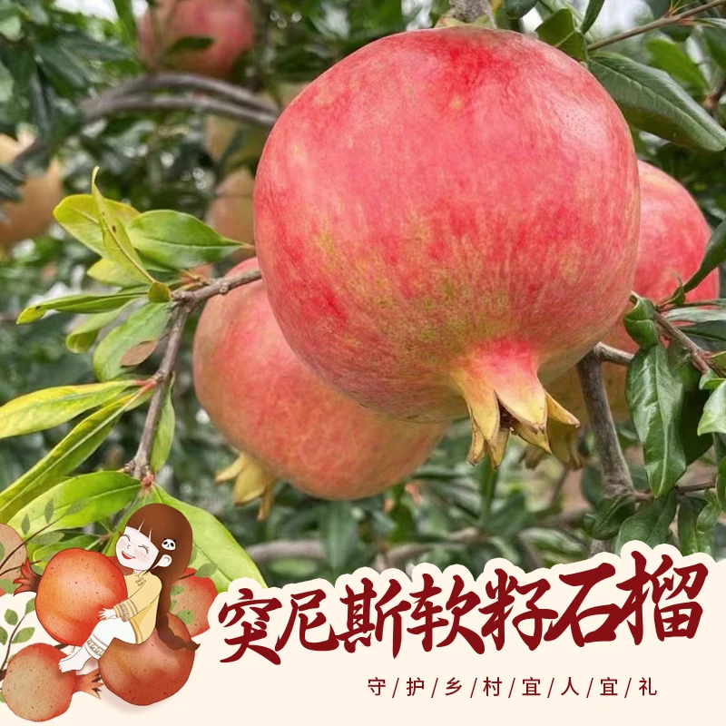 【京东送货上门】四川突尼斯软籽石榴新鲜水果礼盒装中秋佳品