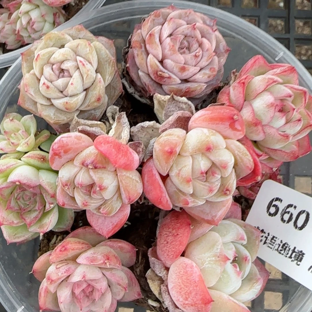 花语逸镜0127-660