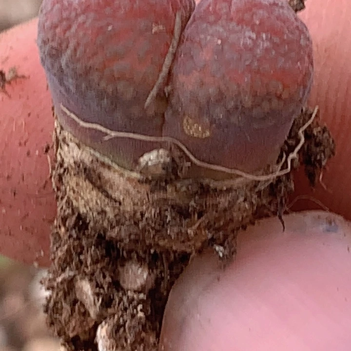 ，巨蟹座因为我们中央音乐学院我哦