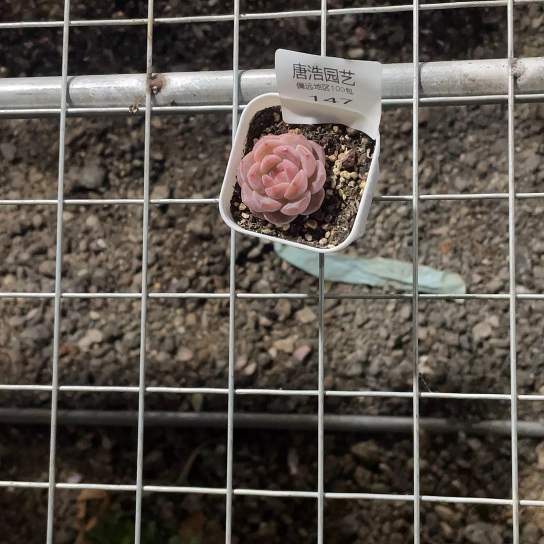 0****?糖心一物一拍147