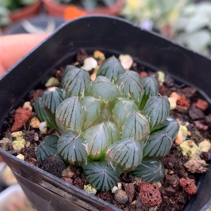 霓虹灯玉露锦，带盆一起