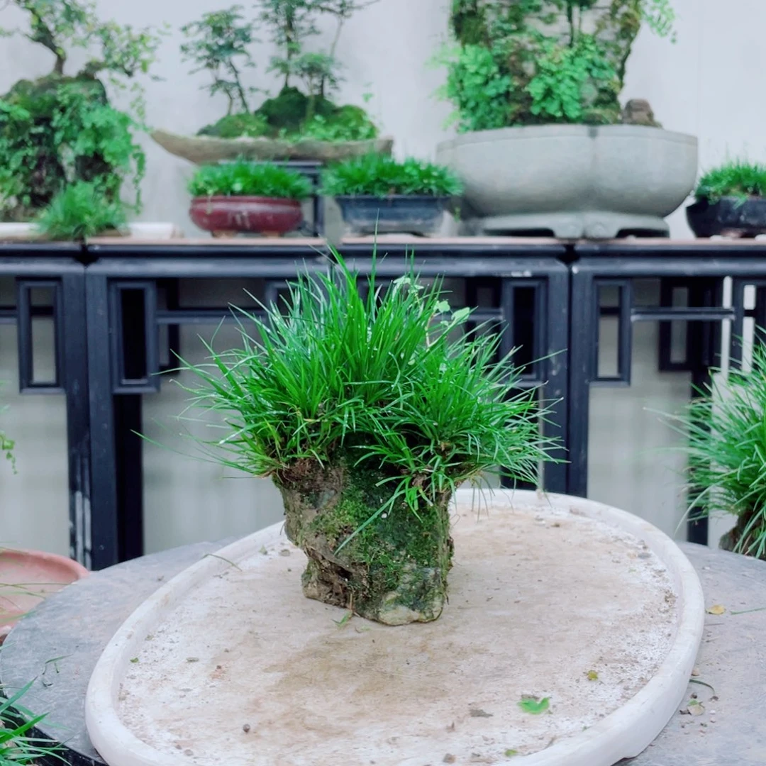 无铅玻璃紫****）铁线蕨铁线蕨铁线蕨