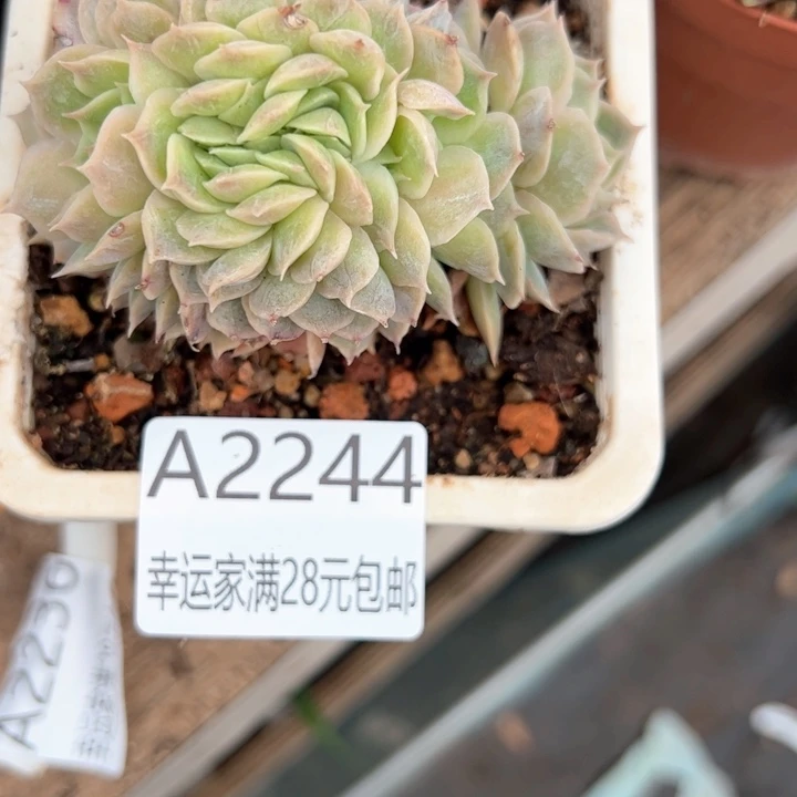 幸运的是我的朋友们