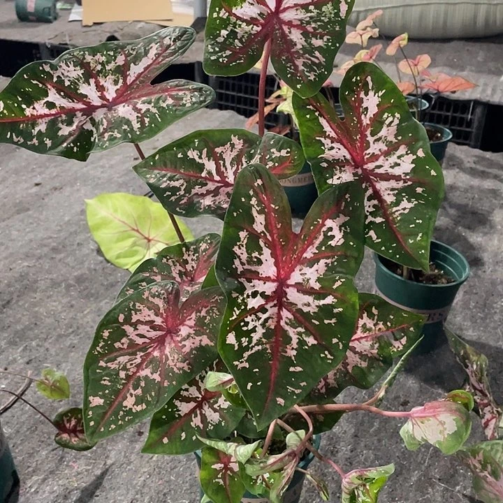 完全开放整株不售后 卡洛琳彩叶芋