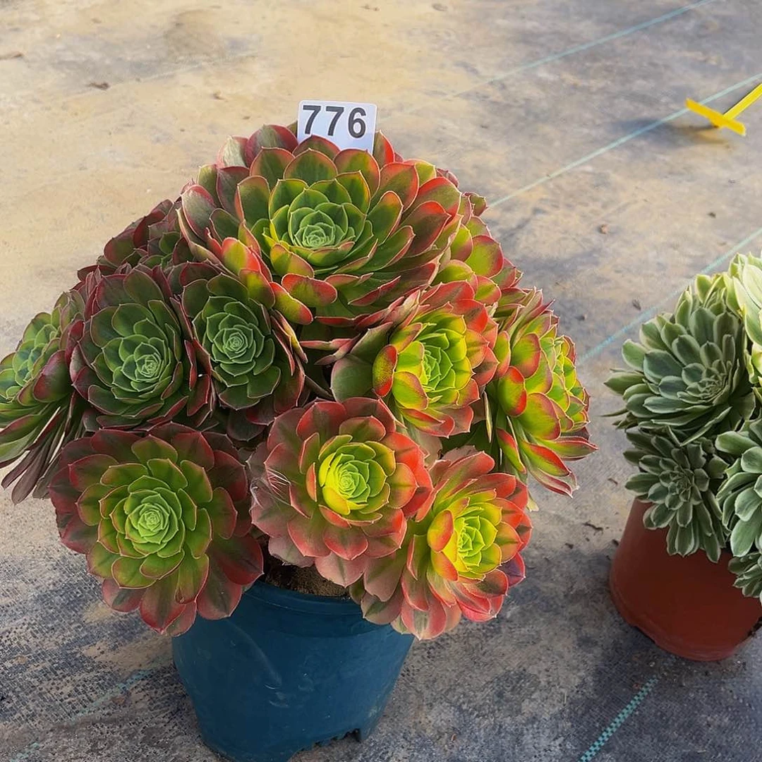 尘*多肉植物一物一拍776