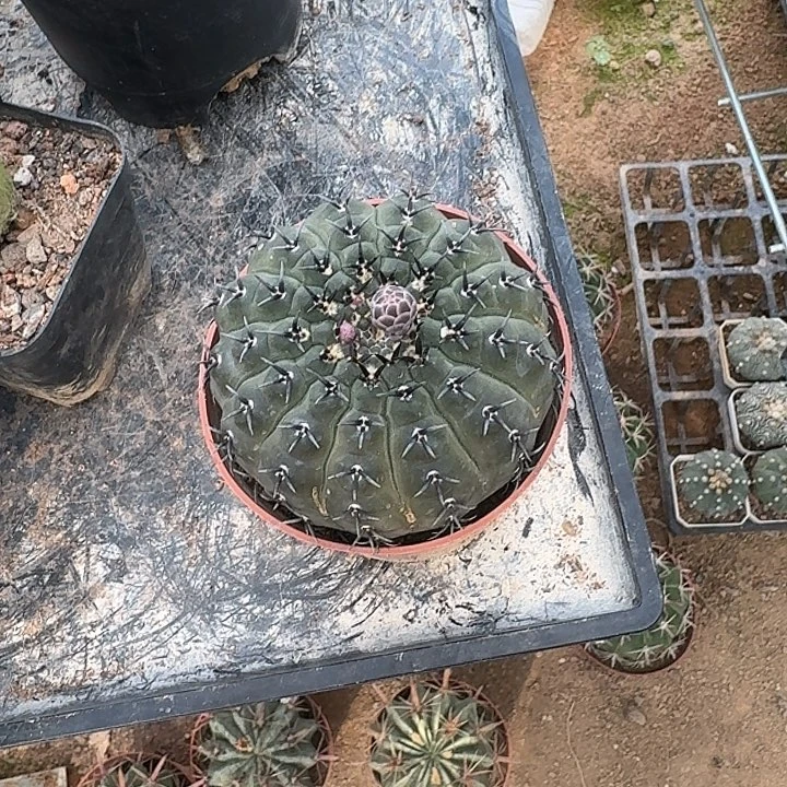 沉***默可口可乐可口可乐