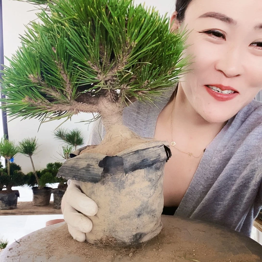 无花朵植物形态多年生草本