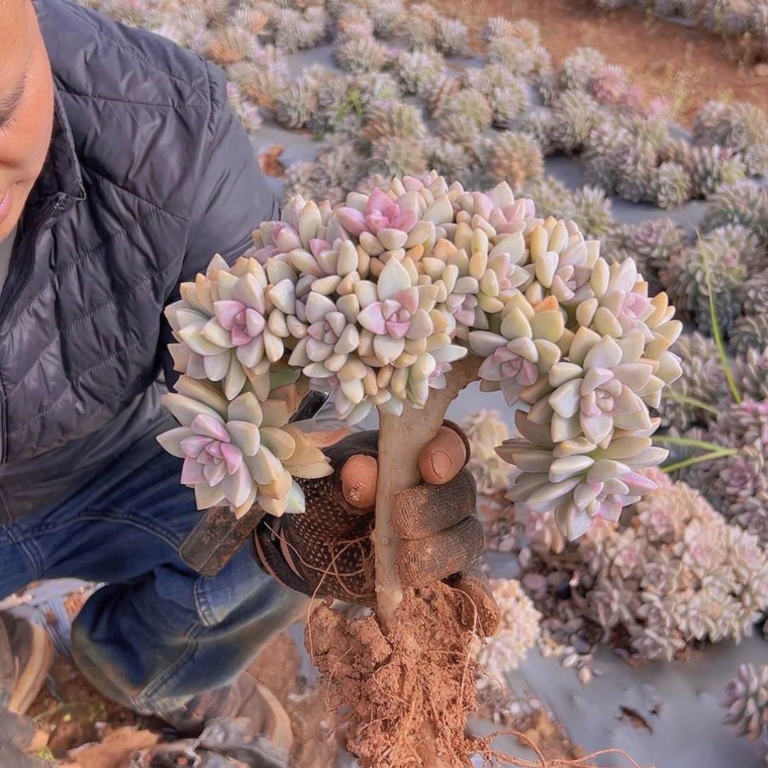 相***的淡雪板子缀化一棵