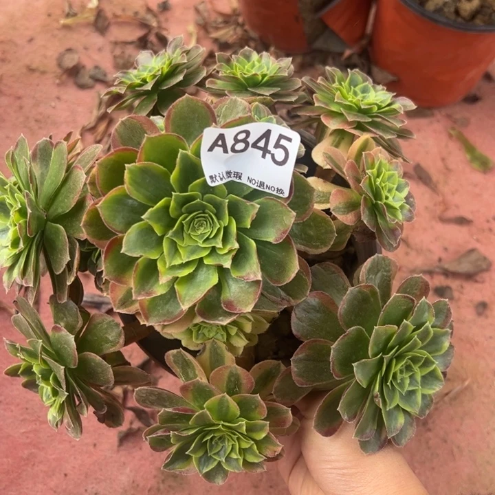 奶白多肉植物845.