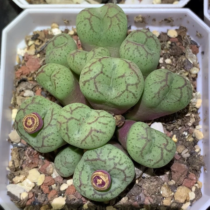 精品多肉植物精品园艺猴脸