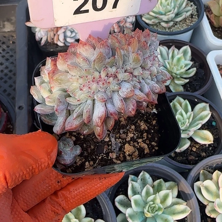 满***月207韩国星影缀化多肉植物