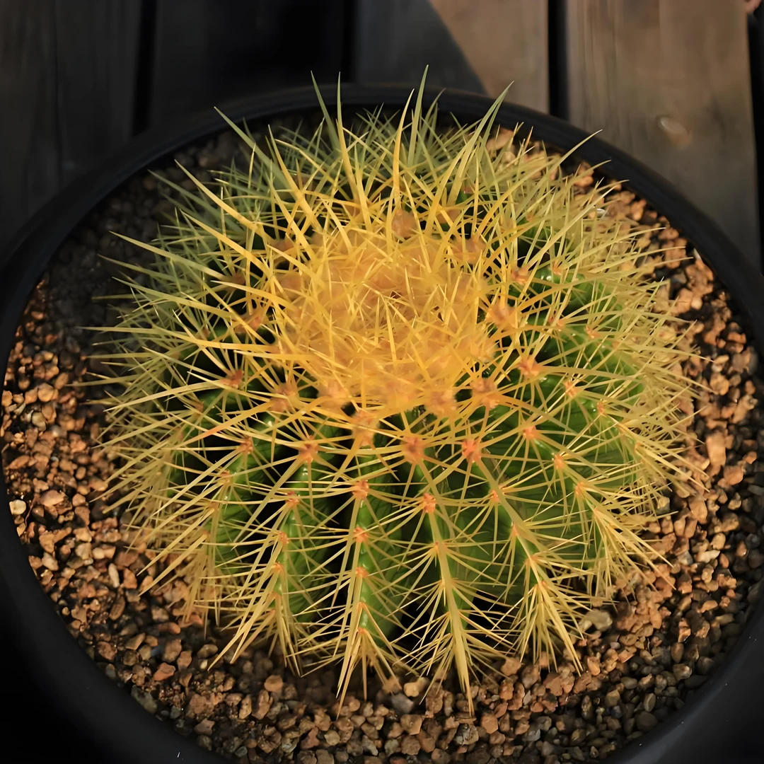 幺妹金虎仙人球带刺冠幅保15-17厘米左右植物花卉耐旱盆栽地栽