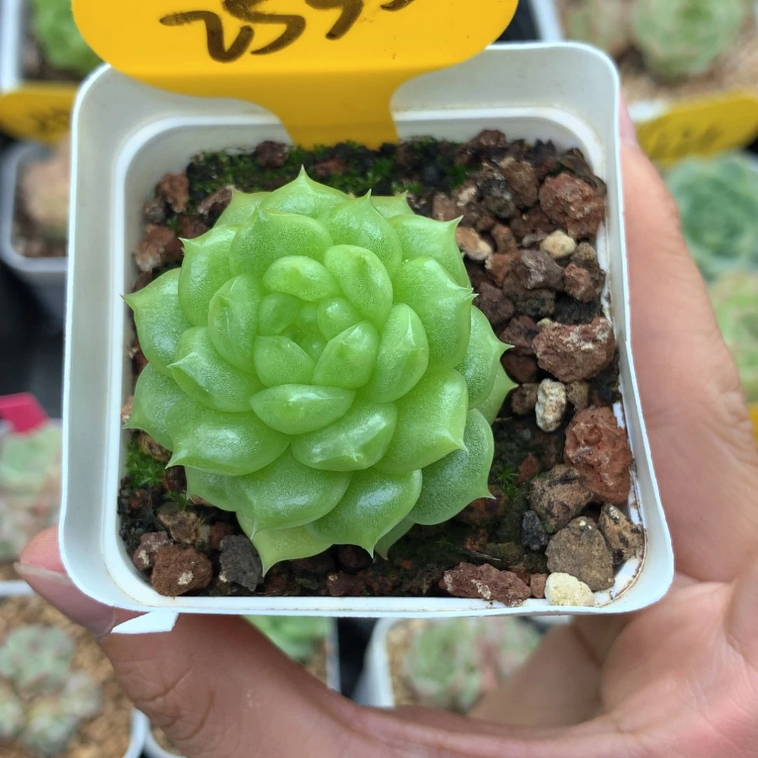 猫***子灯泡珍妮专拍2535