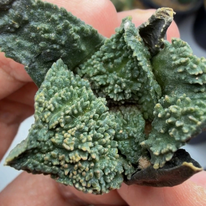 特细珊瑚哥怒带点颗粒锦