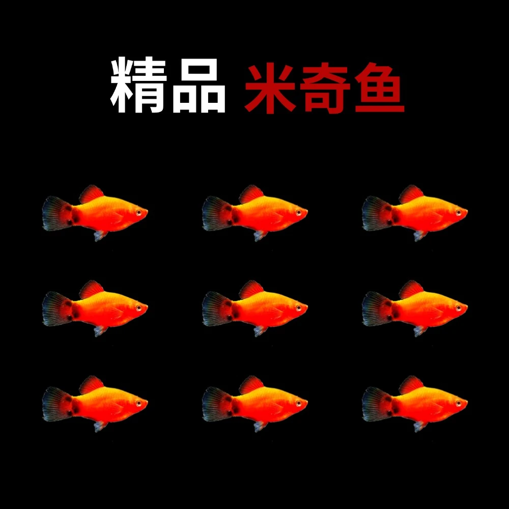 米奇鱼小型热带观赏鱼胎生鱼好养耐活适合新手入门渔场直发
