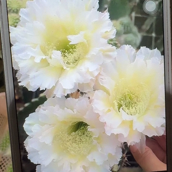 卷可可侧芽4公分彩草