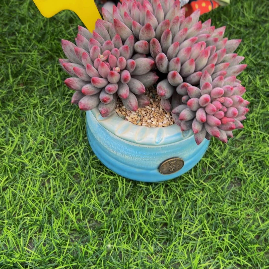 米*？虞美人多肉植物