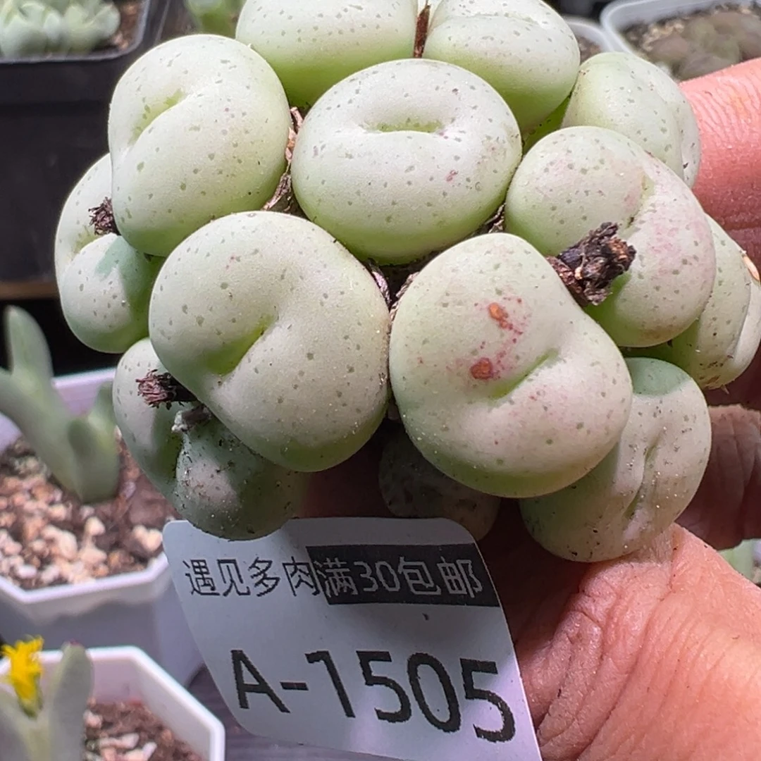 多肉植物11111111111